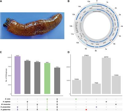 Draft Genome of the Sea Cucumber Holothuria glaberrima, a Model for the Study of Regeneration